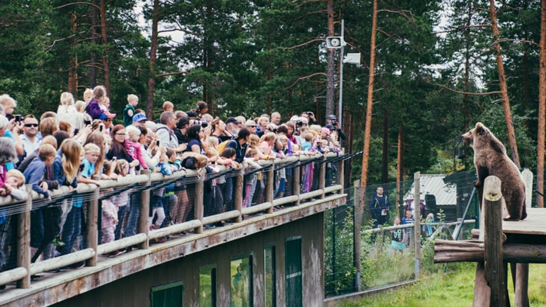 An outdoor climbing frame at the Bjørneparken bear sanctuary in Flå
