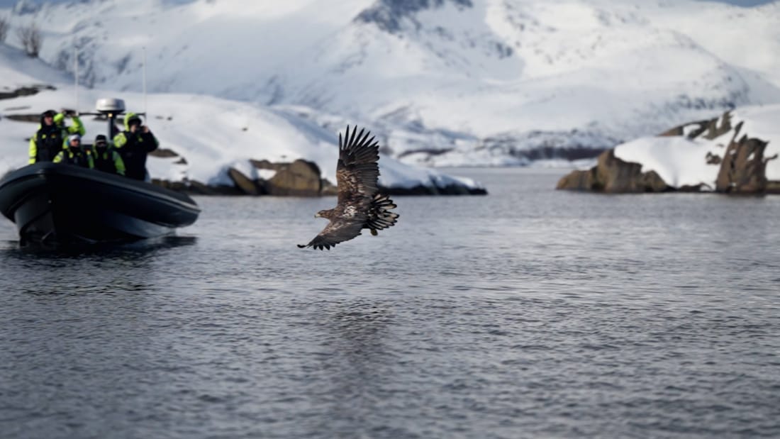 A white-tailed eagle swoops towards the water. A rib boat with passengers in the background.