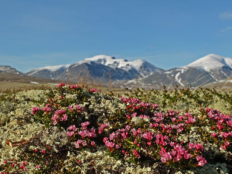 Schöne Natur in Otta, im Hintergrund Berge mit schneebedeckten Gipfeln.