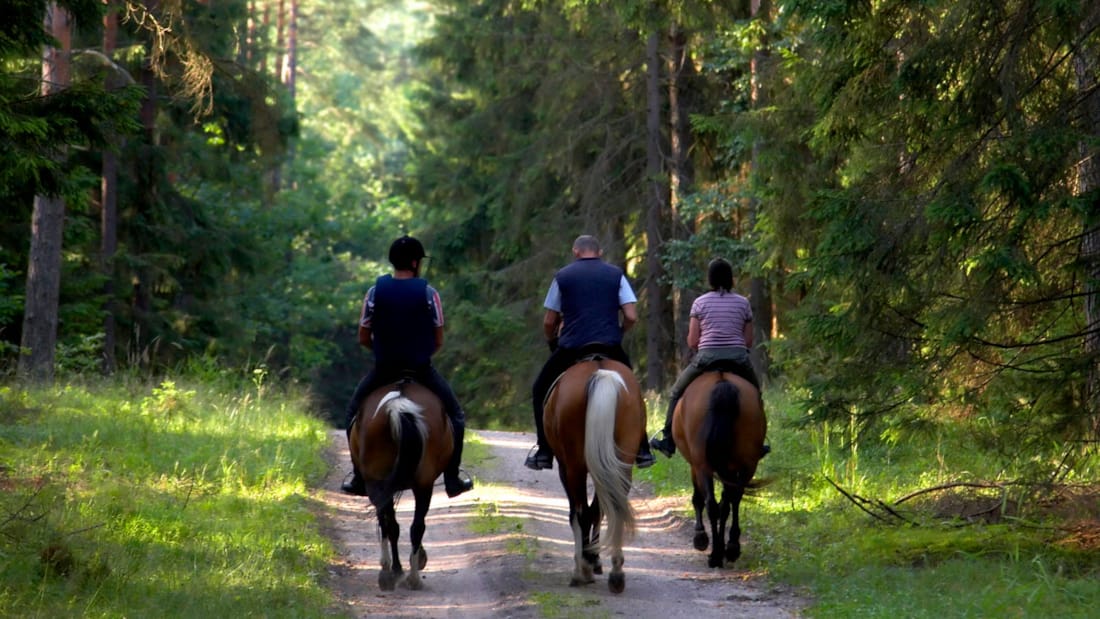 Tre hester med hver sin rytter, sett bakfra, på vei innover i skogen på en skogssti.