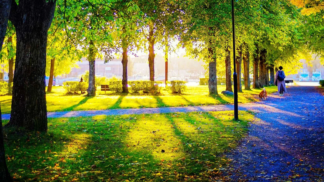 Grönt parkområde där solens strålar lyser genom träden. 