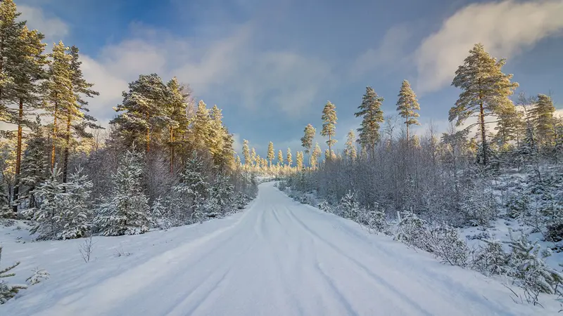 Cross-country ski tracks through the forest.