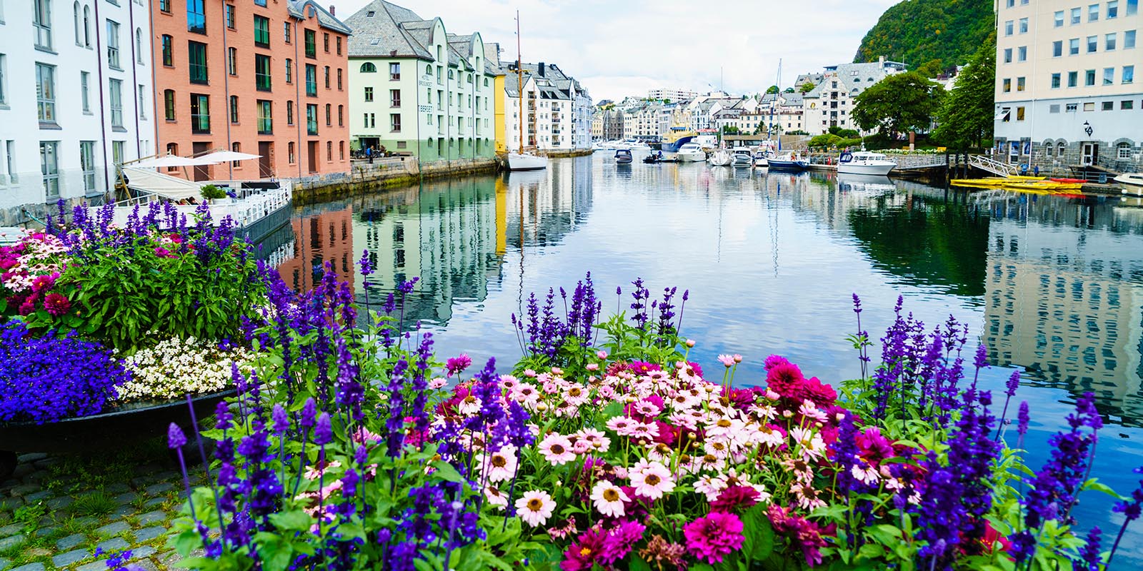 Blommor i förgrunden av vattnet och byggnader i Ålesund