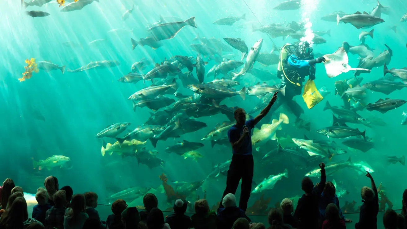 Atlanterhavsparken with diving show.