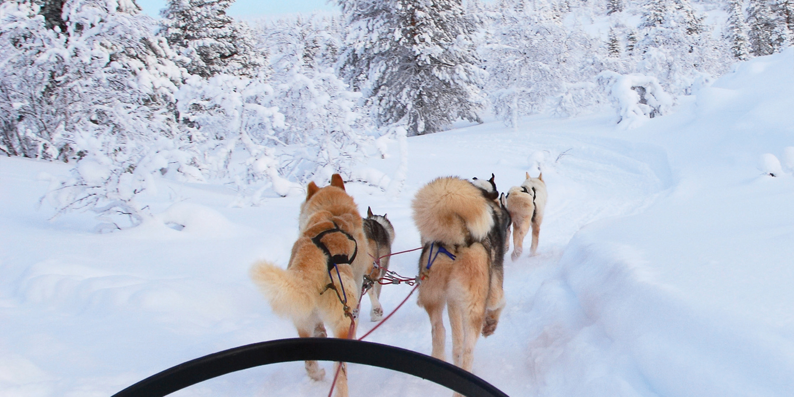 Dog sledding is a popular activity in Alta. This picture was taken from a sled pulled by dogs.