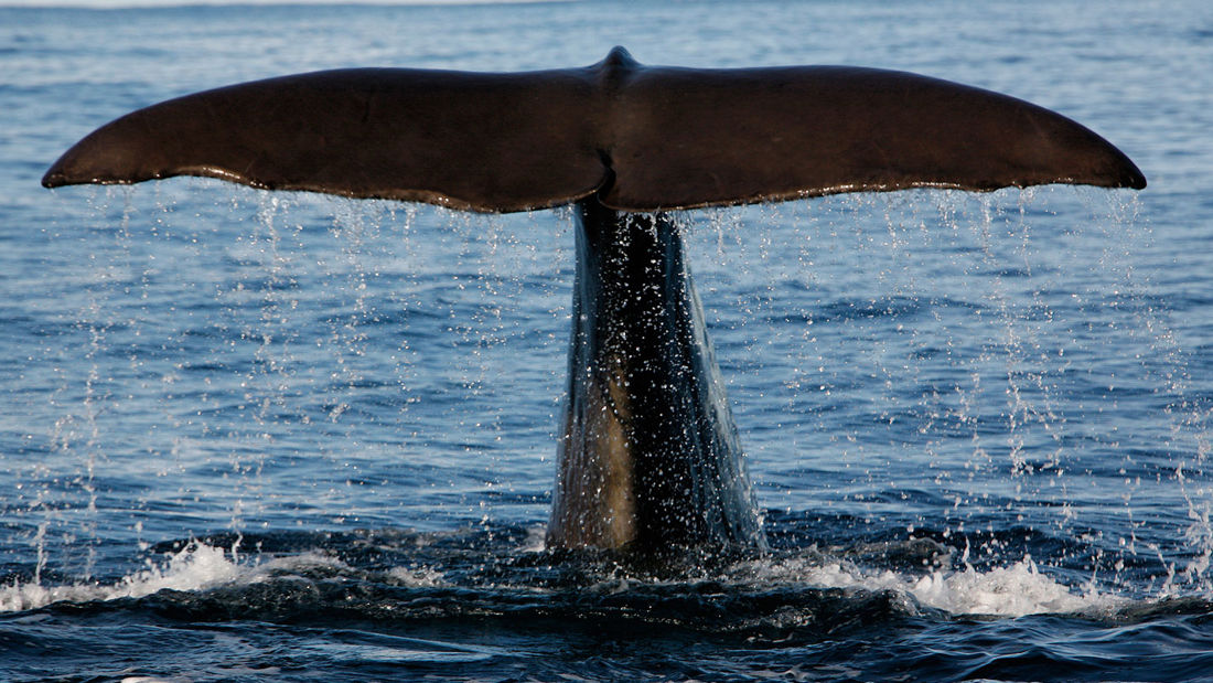 Sperm whales off Andenes