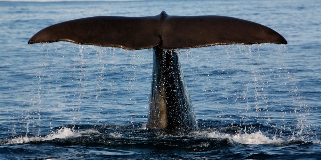 Sperm whales off Andenes