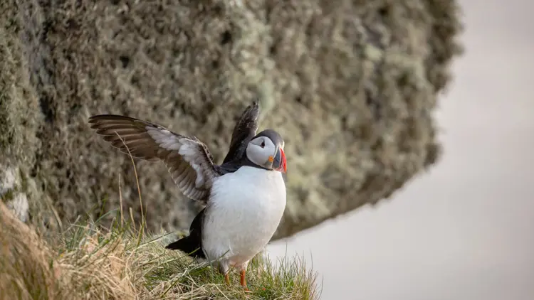 Close-up van een vogel die in Fosnavåg woont.