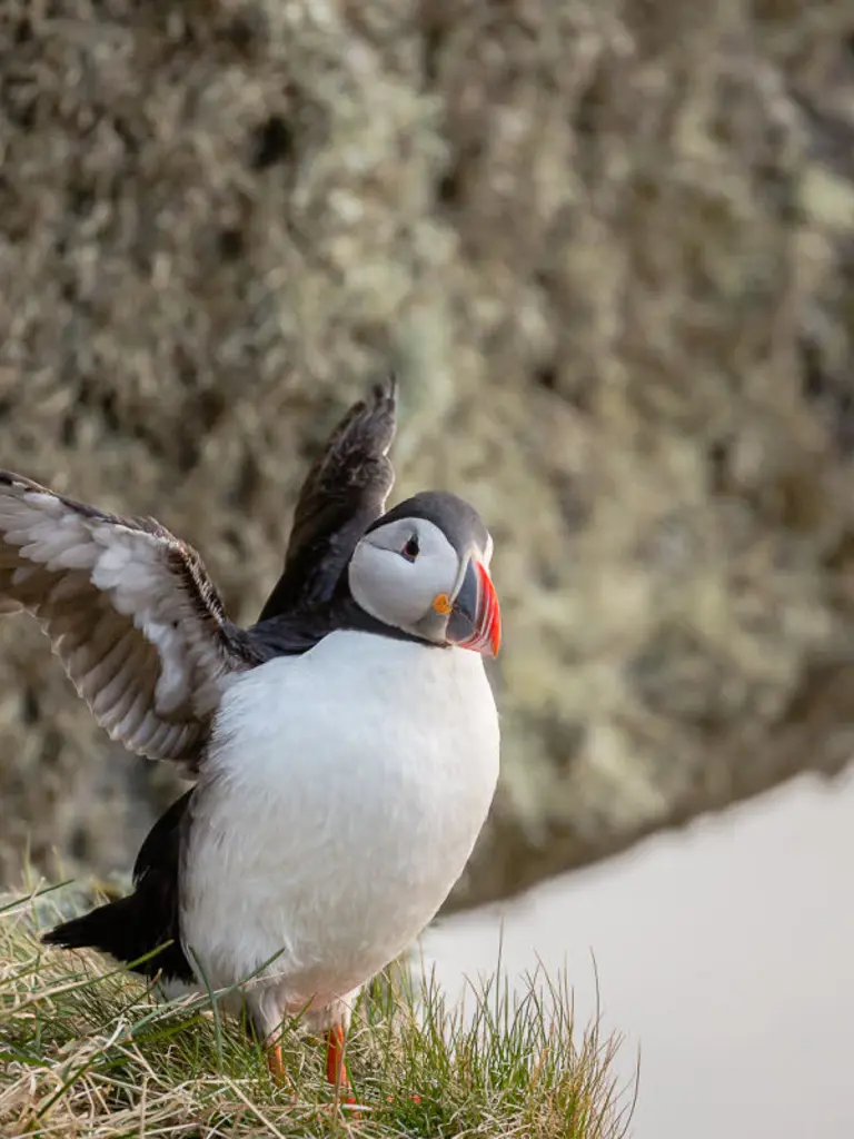 Close-up van een vogel die in Fosnavåg woont.