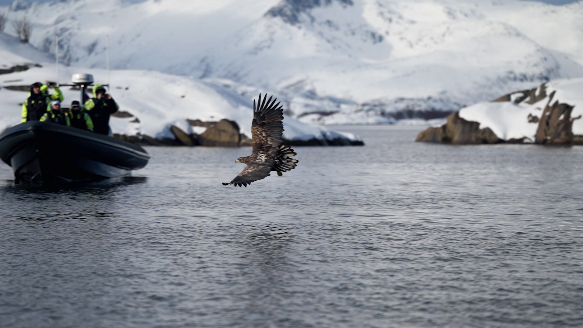 A white-tailed eagle swoops towards the water. A RIB boat with passengers in the background.