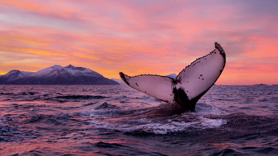 A whale safari in the sea outside Tromsø