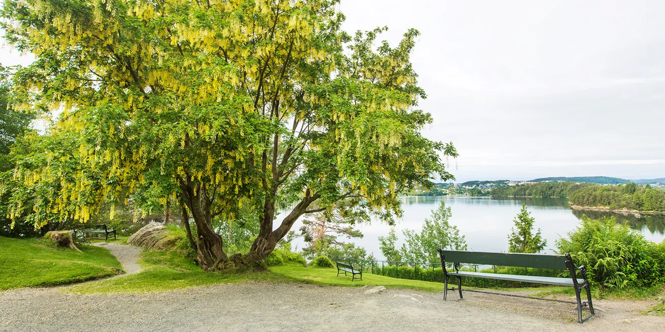 En benk plassert foran et vann med et stort flott tre ved sidene av.