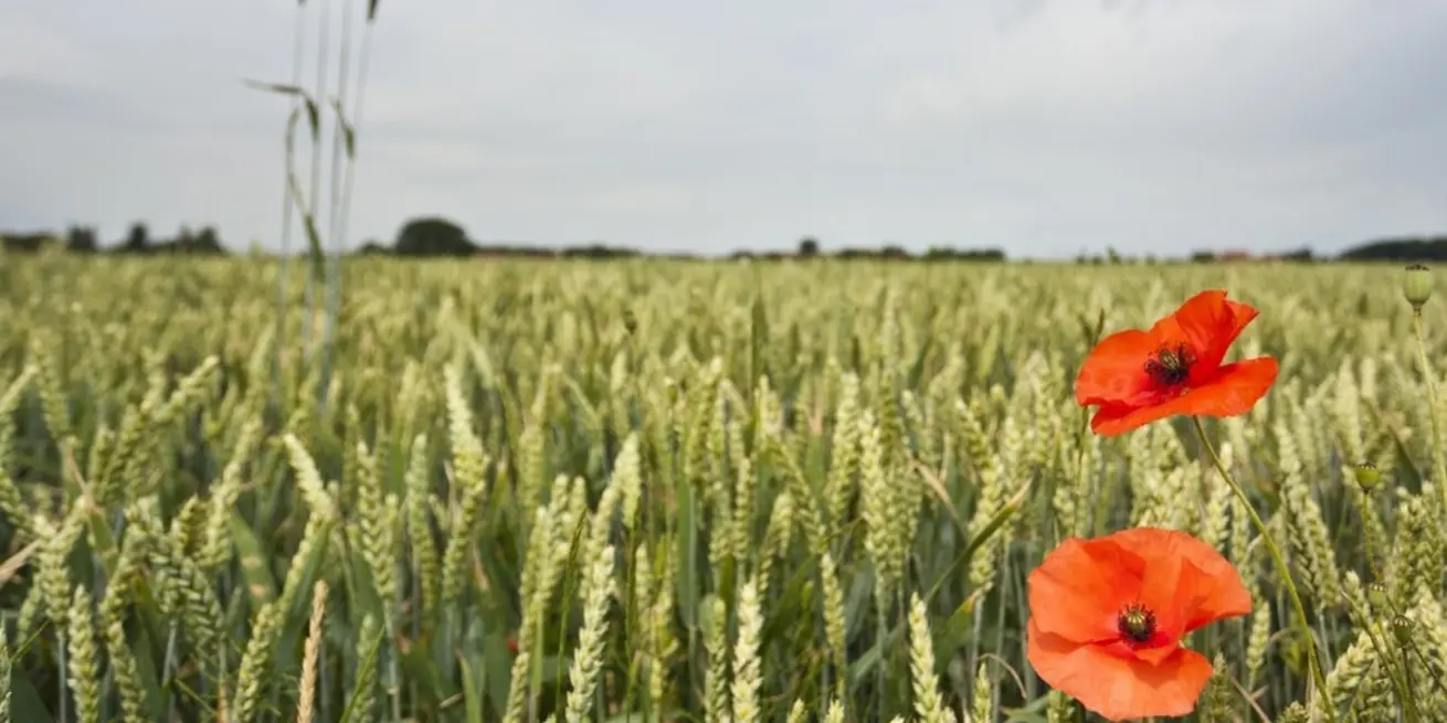 flanders-fields.jpg