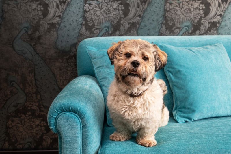 Hund i sofaen p&aring; hotellrommet