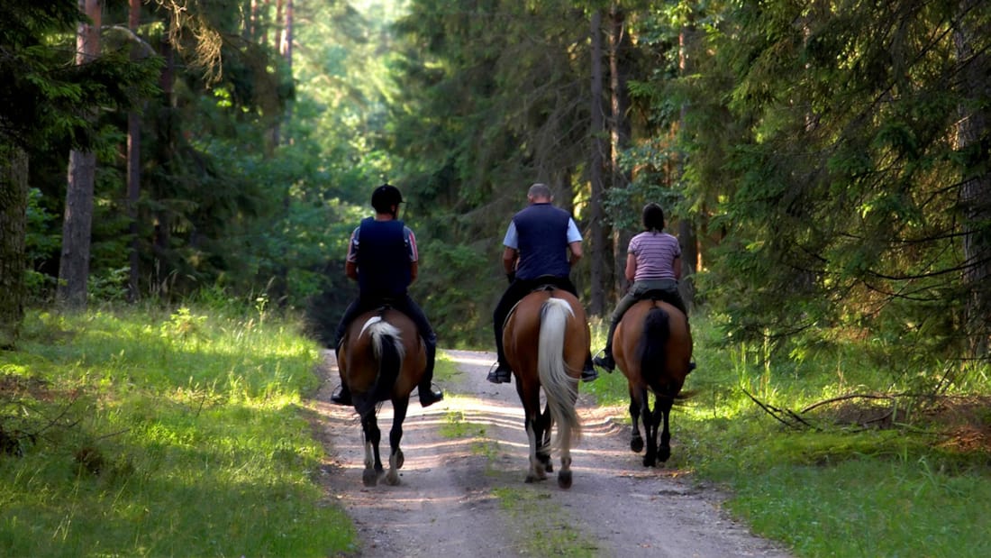 Tre hester med ryttere på en skogsvei, sett bakfra
