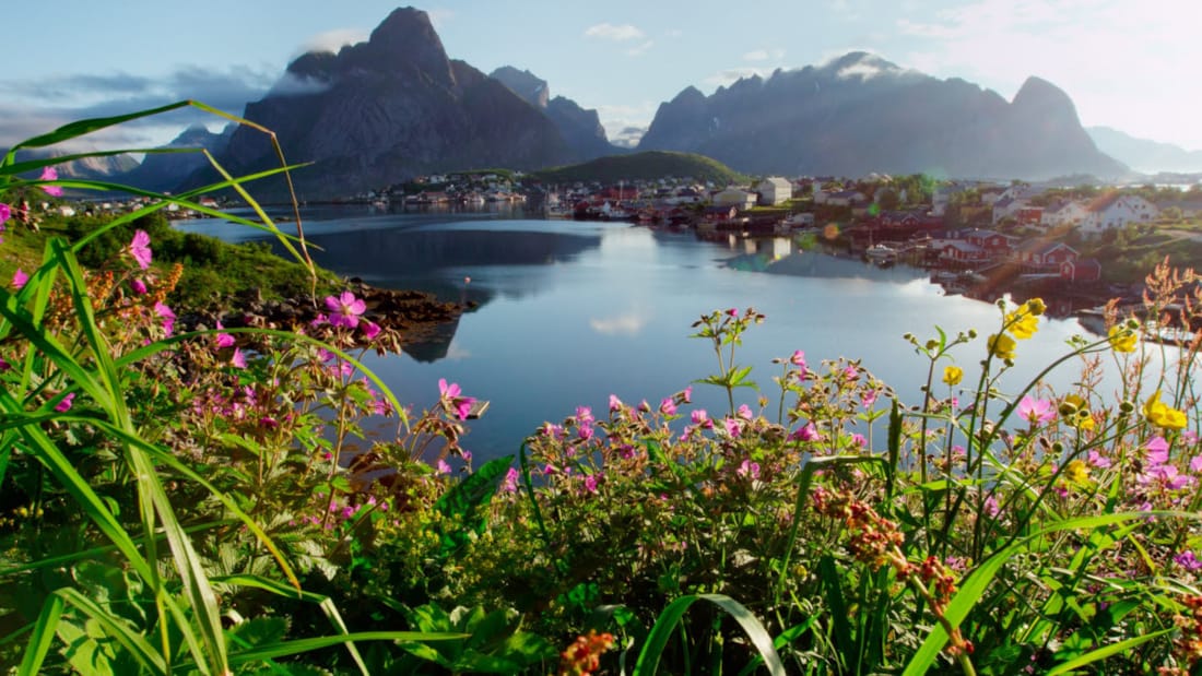 Scenic view in Lofoten in Norway, showing pink flowers, still ocean water, the coast line and mountains. 