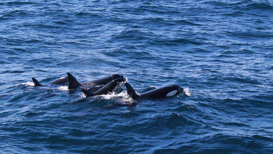 Tre spækhuggere svømmer ved siden af hinanden i havet.