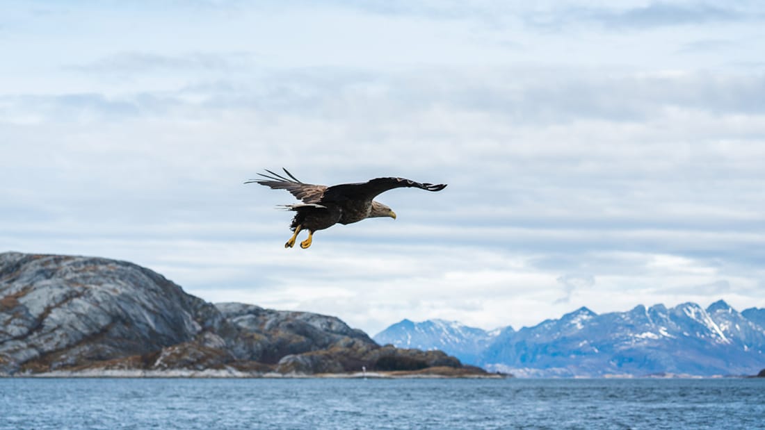 Een adelaar vliegt over de zee met bergen op de achtergrond.