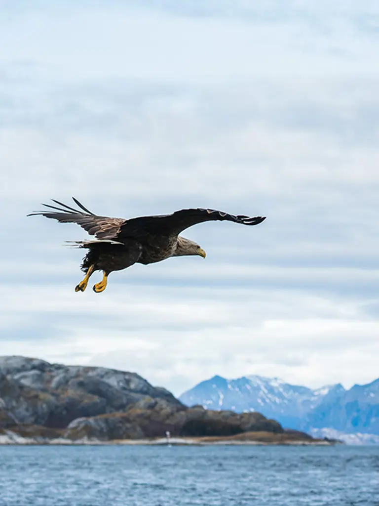 Ein Seeadler fliegt übers Wasser