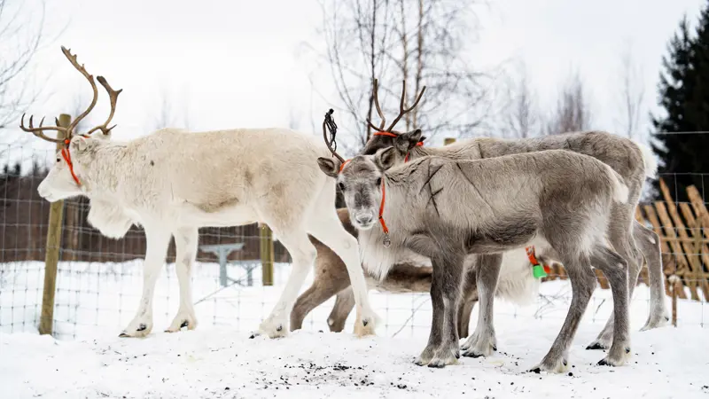 Close-up van drie rendieren in een winterlandschap.