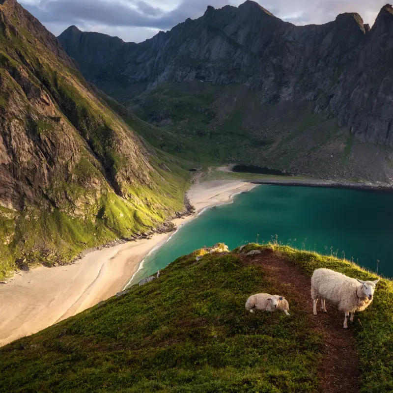Landskapsbilde fra fjell i Lofoten med sauer i forgrunnen og strand og flere fjell i bakgrunnen.