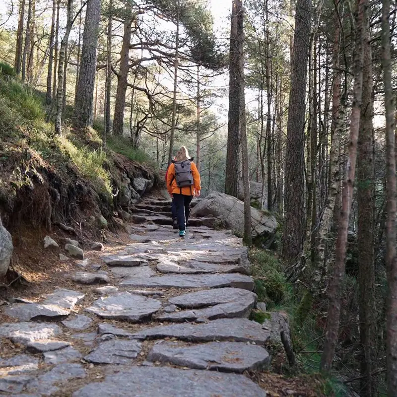 En bred skifersti på vei opp en bakke med skog på begge sider opp mot Preikestolen i Stavanger. En dame med rød jakke og ryggsekk går opp bakken.