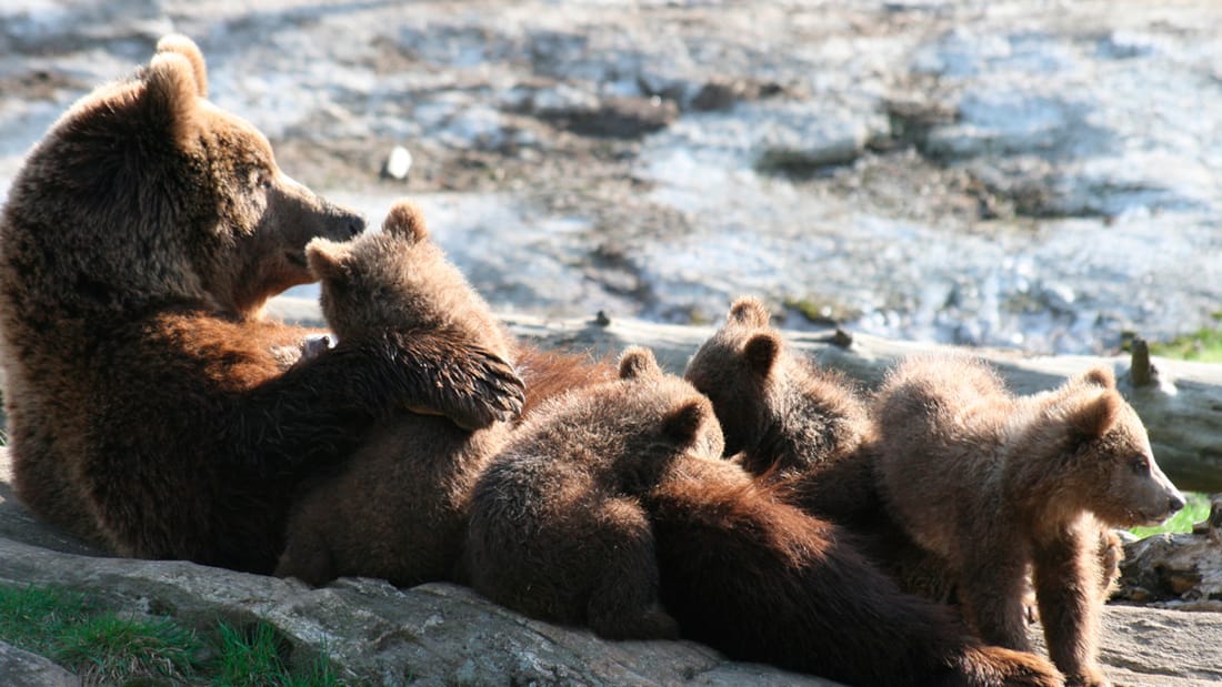 Une famille ours au parc des ours