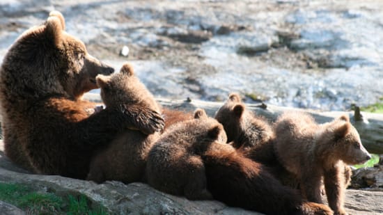 Een berenfamilie in het berenpark
