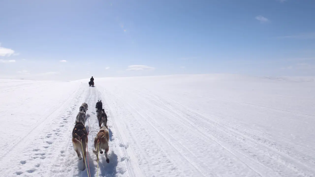 Dog sledding in wide open spaces in Kirkenes. Blue sky and winter landscape as far as the eye can see.