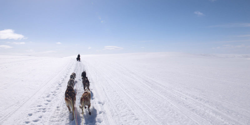 Et hundespann trekker slede gjennom solfylt vidde